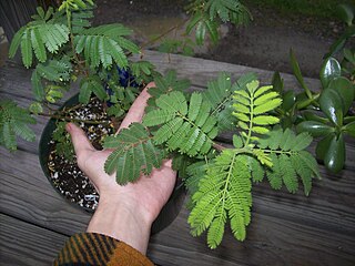 <i>Mimosa tenuiflora</i> Species of plant