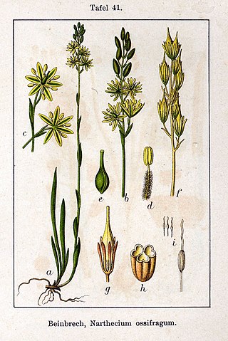 <span class="mw-page-title-main">Nartheciaceae</span> Family of flowering plants