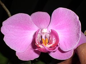 Phalaenopsis orchidee