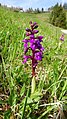 Orchis mascula Germany - Gütenbach