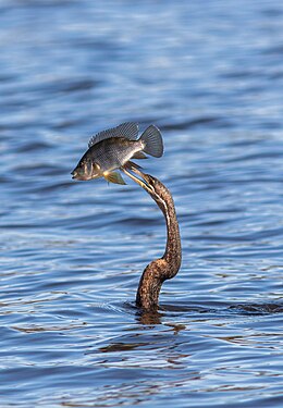 African darter (Anhinga rufa), Chobe National Park, Botswana.