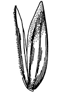 <i>Poa napensis</i>