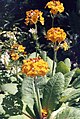 Primula bulleyana