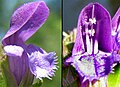 Trøllabátsmanshattur (Prunella vulgaris)