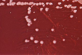 <i>Pseudomonas</i> Genus of Gram-negative bacteria