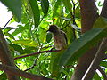 Graubülbül Common Bulbul