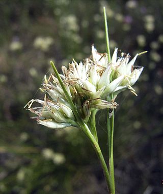 <i>Rhynchospora alba</i> Species of plant