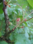 Ribes sachalinense