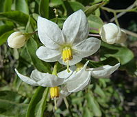 Solanum laxum