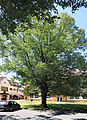 Čeština: Chráněný strom u školy v Sebranicích English: Protected tree by elementary school in Sebranice, Czech Republic