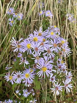 <i>Symphyotrichum novi-belgii</i> Species of flowering plant in the family Asteraceae native to northeastern North America