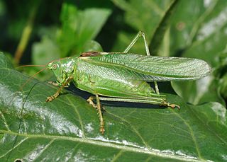 <span class="mw-page-title-main">Tettigoniidae</span> Family of insects