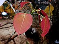 A Bodhi Tree leaf with a rainwater top on one.