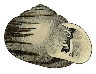 <i>Tomigerus clausus</i> Species of gastropod