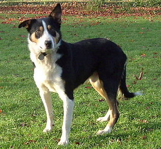 <span class="mw-page-title-main">Welsh Sheepdog</span> Dog breed