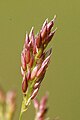 Човине паксятикше (Agrostis capillaris)