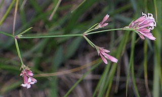 <i>Asperula aristata</i> Species of flowering plants in the coffee family Rubiaceae