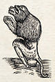 Baboon-Tartarine woodcut