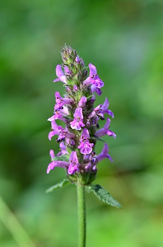 <i>Betonica officinalis</i> Species of flowering plant