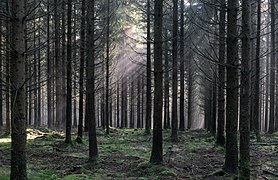 Bois Raquet, in the High Fens – Eifel Nature Park (DSCF6655)