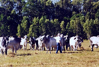 <span class="mw-page-title-main">Stockman (Australia)</span> Australian livestock herder