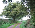 Crewe & Nantwich Circular Walk by Dorfold Dairy House