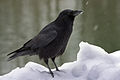 corbeau (Corvus corax)