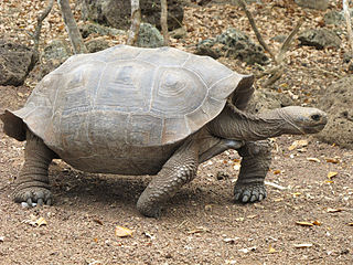 <i>Chelonoidis niger chathamensis</i> Subspecies of turtle