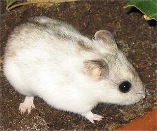 <i>Cricetulus</i> Genus of rodents