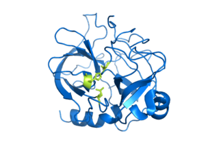 <span class="mw-page-title-main">Serine protease</span> Class of enzymes