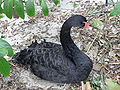 Black Swan (Cygnus atratus)