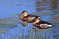 Wandering whistling duck