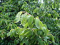 Keleti gyertyán (Carpinus orientalis)