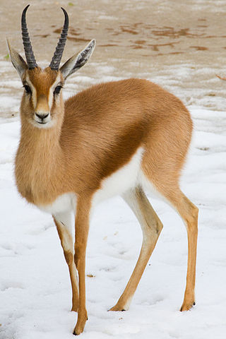 <span class="mw-page-title-main">Dorcas gazelle</span> Species of mammal