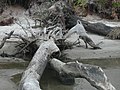 Image 50 Driftwood (from Marine fungi)