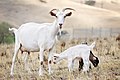 Image 10Goat family with one-week-old kid (from Livestock)