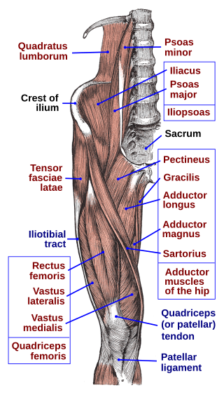 <span class="mw-page-title-main">Iliopsoas</span> Joined psoas and the iliacus muscles