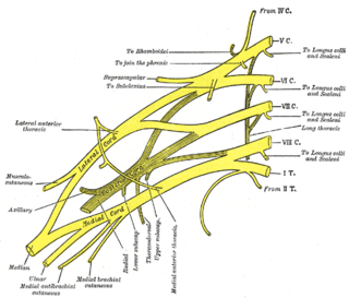 <span class="mw-page-title-main">Thoracodorsal nerve</span> Nerve that supplies the latissimus dorsi