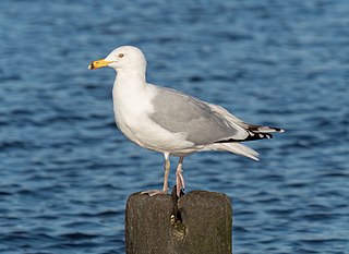 <span class="mw-page-title-main">American herring gull</span> Species of bird