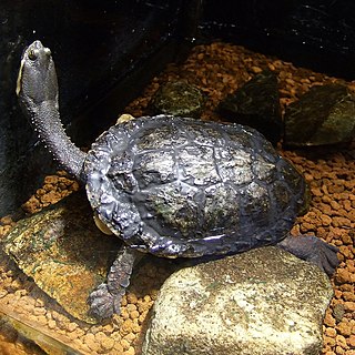 <i>Hydromedusa</i> Genus of turtles