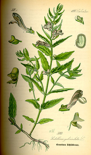 <i>Scutellaria galericulata</i> Species of flowering plant in the mint and sage family Lamiaceae