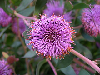 <i>Isopogon</i> Genus of flowering plants