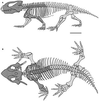 <span class="mw-page-title-main">Procolophonidae</span> Extinct family of reptiles