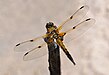 25 Commons:Picture of the Year/2011/R1/Libellula quadrimaculata qtl2.jpg