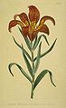 Lilium pensylvanicum