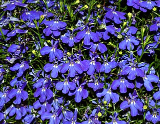 <i>Lobelia</i> Genus of flowering plants