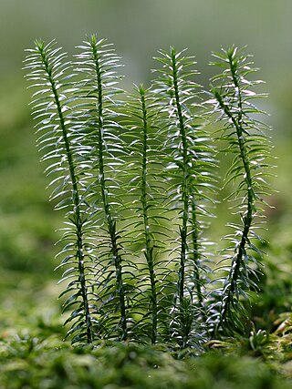 <span class="mw-page-title-main">Fern ally</span>