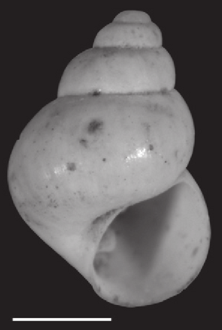 <i>Marstonia comalensis</i> Species of gastropod