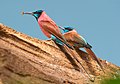 Northern Carmine Bee-eaters