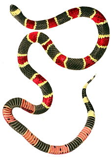 <i>Micrurus</i> Genus of reptiles